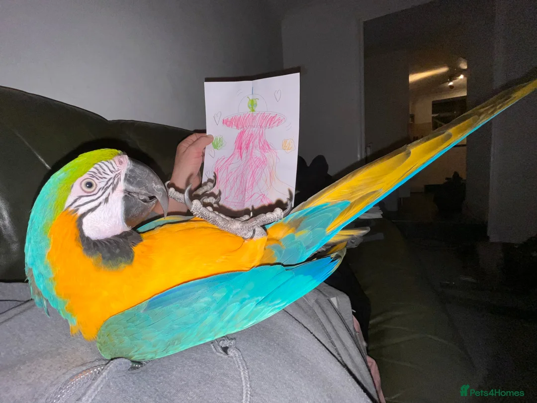 Macaws birds for sale: Beautiful Blue and Gold Macaw  in Cinderford - Advert 2