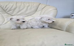 West Highland Terrier dogs for sale: KC REGISTERED WEST HIGHLAND TERRIERS - Image 5