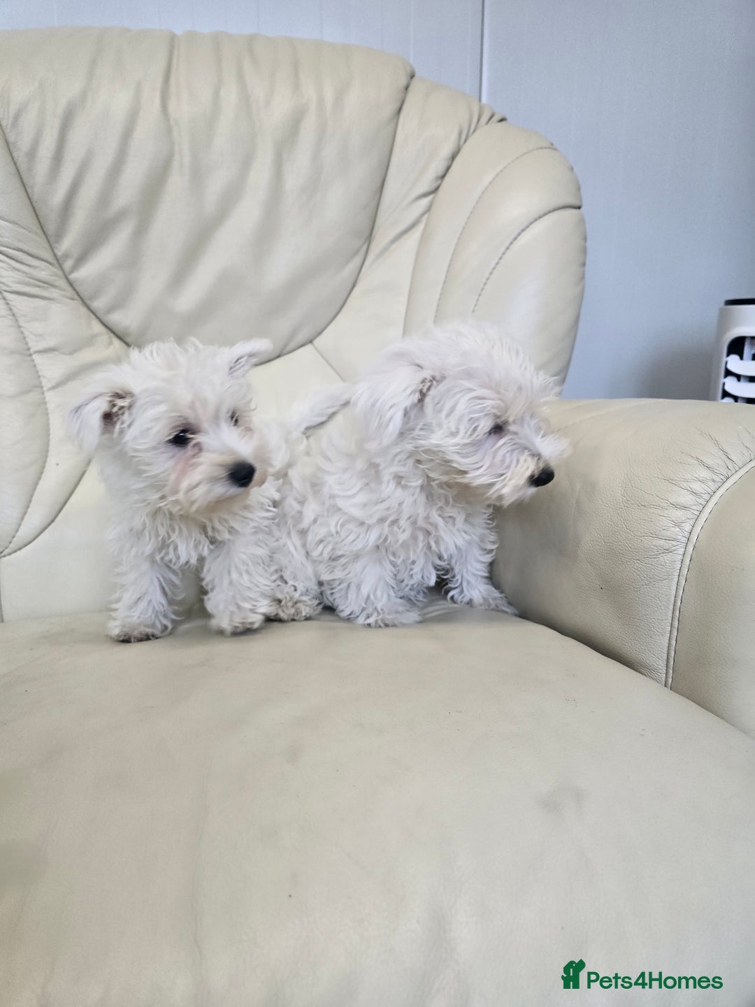 West Highland Terrier dogs for sale: KC REGISTERED WEST HIGHLAND TERRIERS - Image 5