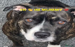 Staffordshire Bull Terrier dogs for sale: 4 staffy pups  - Image 16