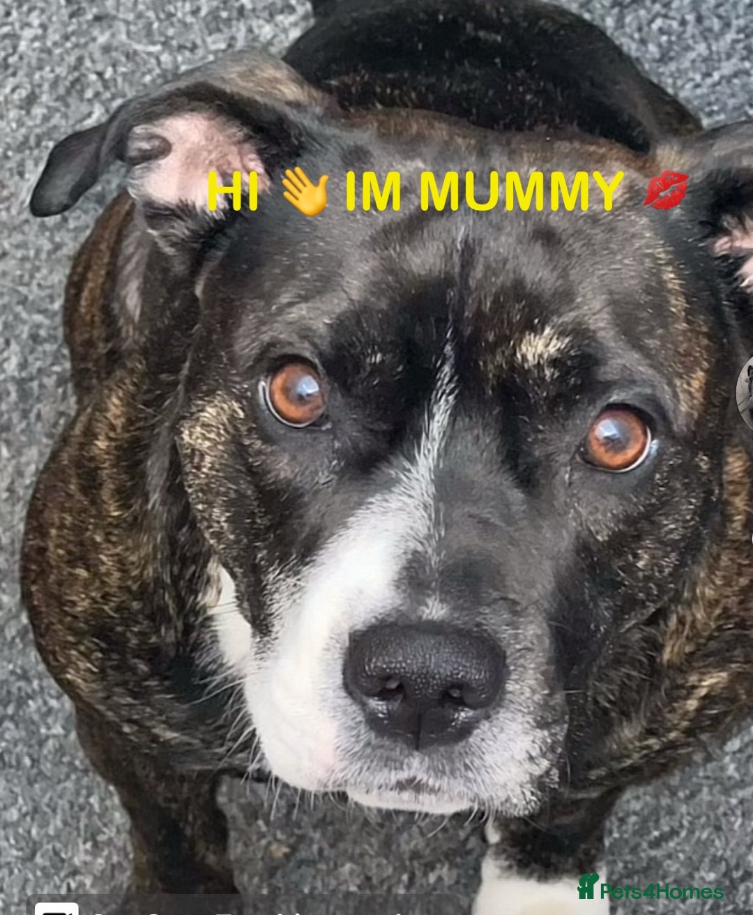 Staffordshire Bull Terrier dogs for sale: 4 staffy pups  - Image 16