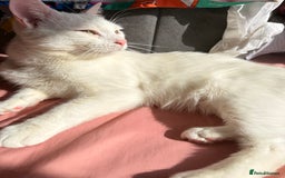 Turkish Angora cats for sale: Meet Niko  White Turkish Angora Very Affectionate  - Image 4
