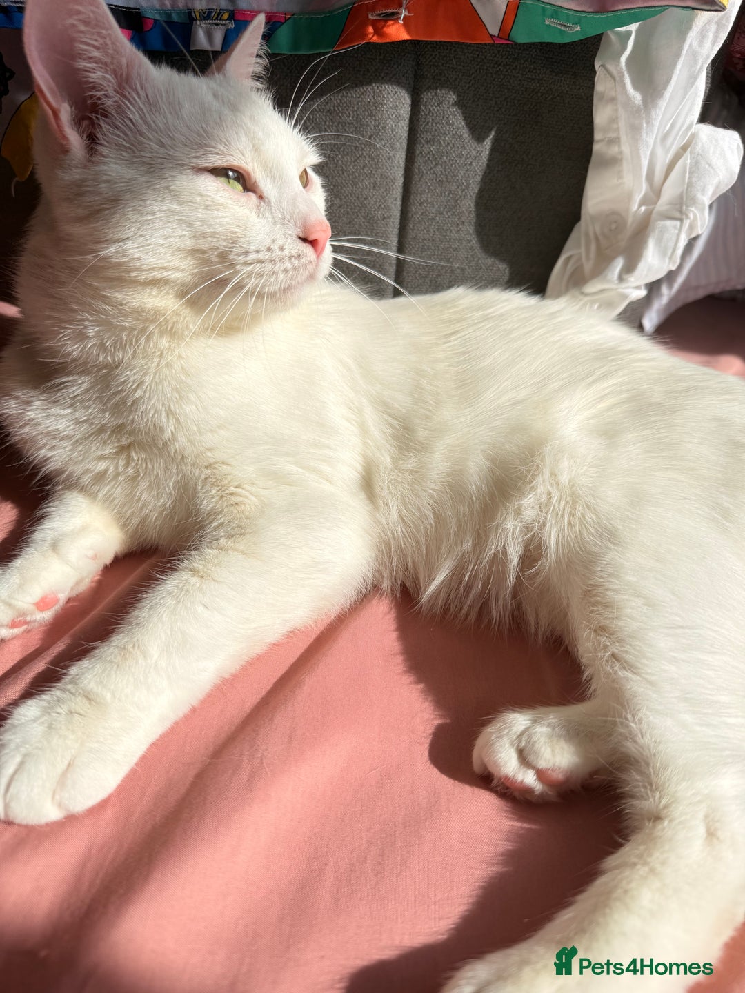 Turkish Angora cats for sale: Meet Niko  White Turkish Angora Very Affectionate  - Image 4