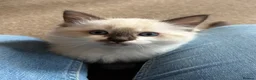 Ragdoll cats for sale: Cute and friendly fluffy Ragdoll kittens - Advert 34
