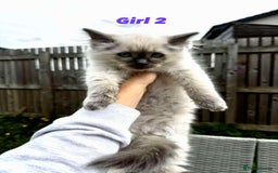Ragdoll cats for sale: 4 ragdoll Kittens – Ready for Their New Homes - Image 9