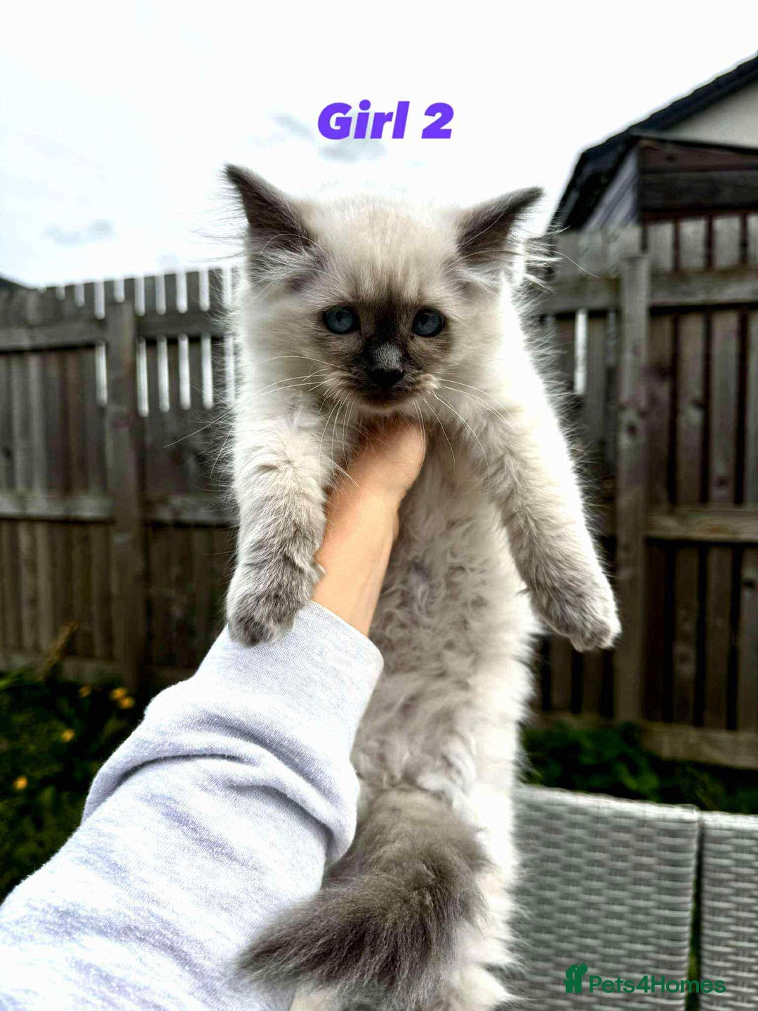 Ragdoll cats for sale: 4 ragdoll Kittens – Ready for Their New Homes - Image 9
