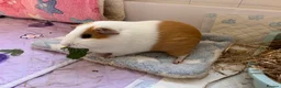 Guinea Pig rodents for sale: Two Bonded Female Piggies in Bridgwater - Advert 6