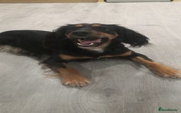 Cocker Spaniel dogs for sale: QUALITY COCKER SPANIAL PUPPIES VARIOUS COLOURS - Image 3