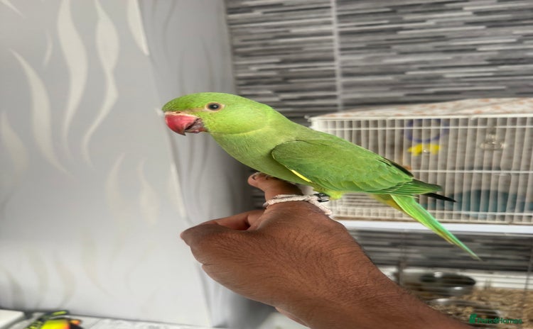 Parrots birds - Advert 16
