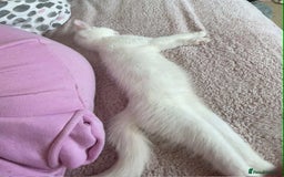 Mixed Breed cats for sale: Kitten for Sale - Image 4