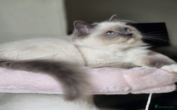 Ragdoll cats for sale: 6 Perfect Affectionate, Ready2Go Pedigree Kittens! - Advert 2