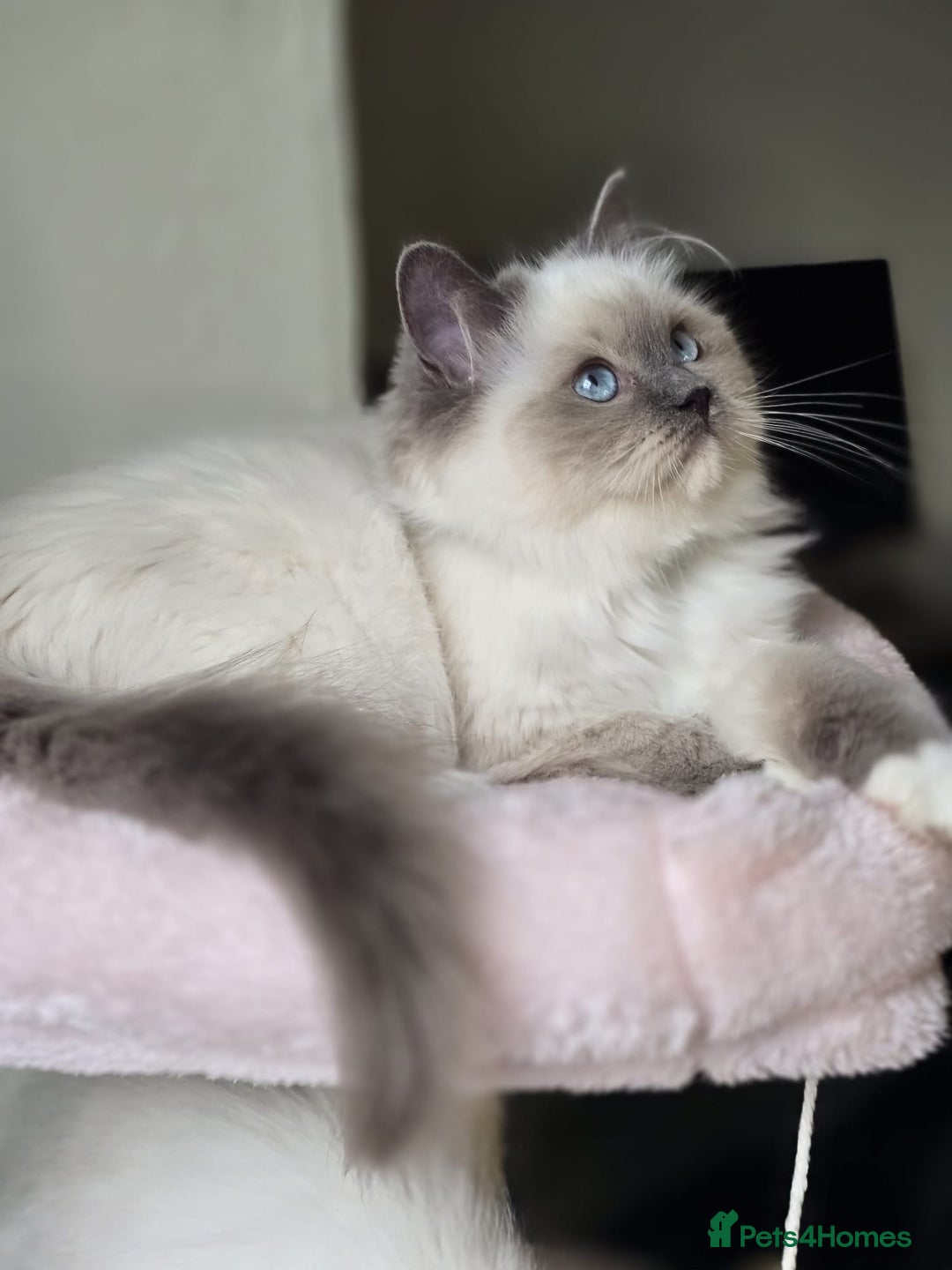 Ragdoll cats for sale: 6 Perfect Affectionate, Ready2Go Pedigree Kittens! - Advert 2