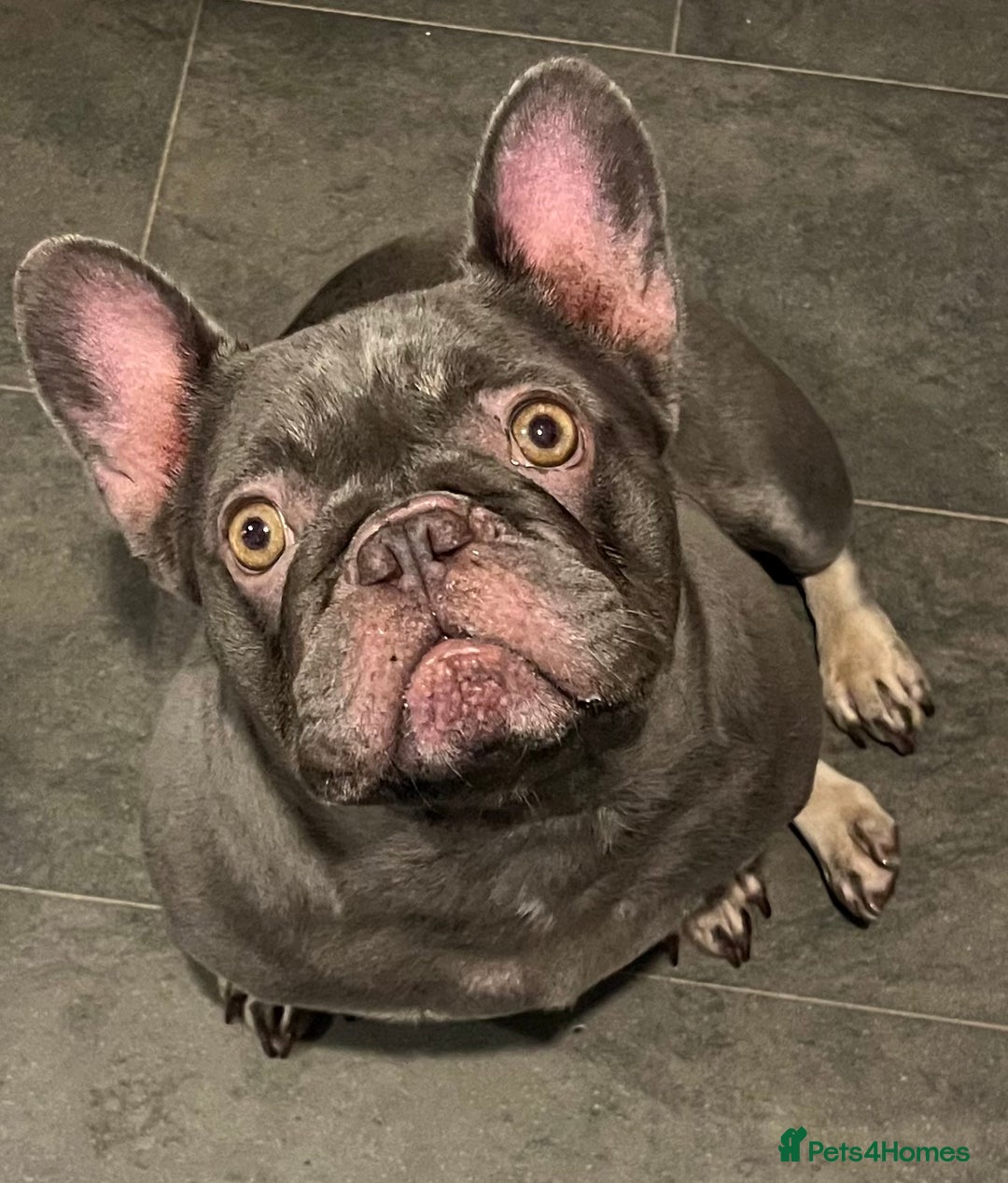 French Bulldog dogs for sale: Beautiful female frenchie  - Advert 10