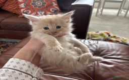 Maine Coon cats for sale: Half main coon kittens  - Image 25