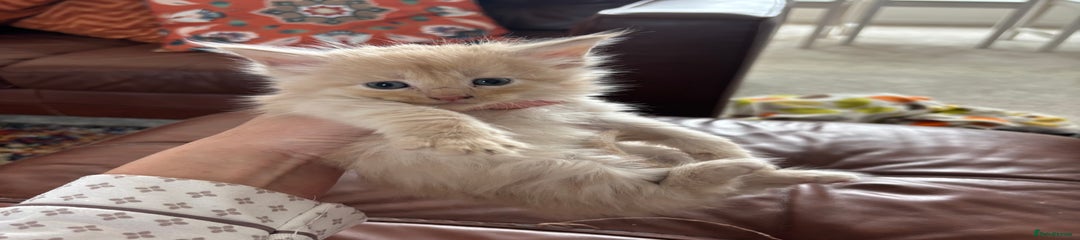 Maine Coon Kitten 2