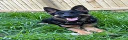 German Shepherd dogs for sale: German shepherd  - Advert 6