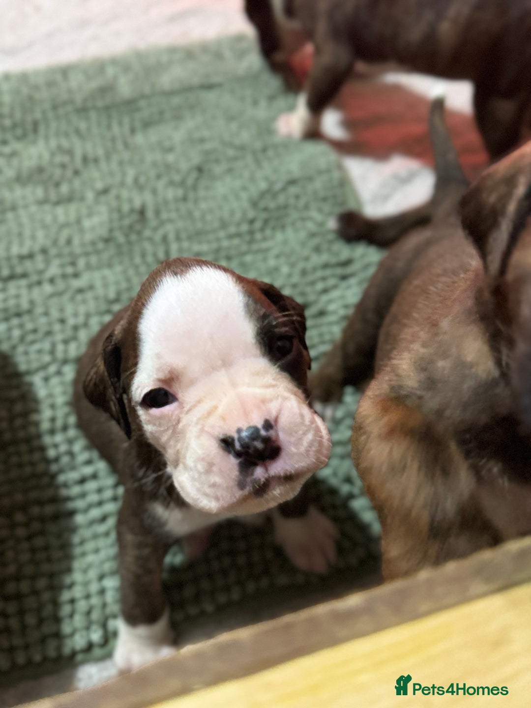 Boxer dogs for sale: Boxer Puppies UPDATED PHOTOS  - Advert 7