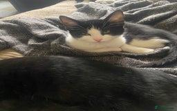 Mixed Breed cats for sale: Litter of kittens - Image 5