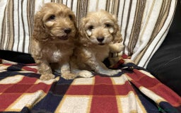 Cockapoo dogs for sale: F1 beautiful  cockapoo puppy’s  - Image 2