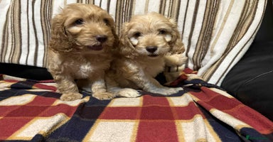 Cockapoo dogs - Advert 3