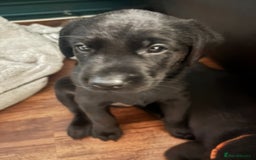 Labrador Retriever dogs for sale: Working Labradors  - Image 10