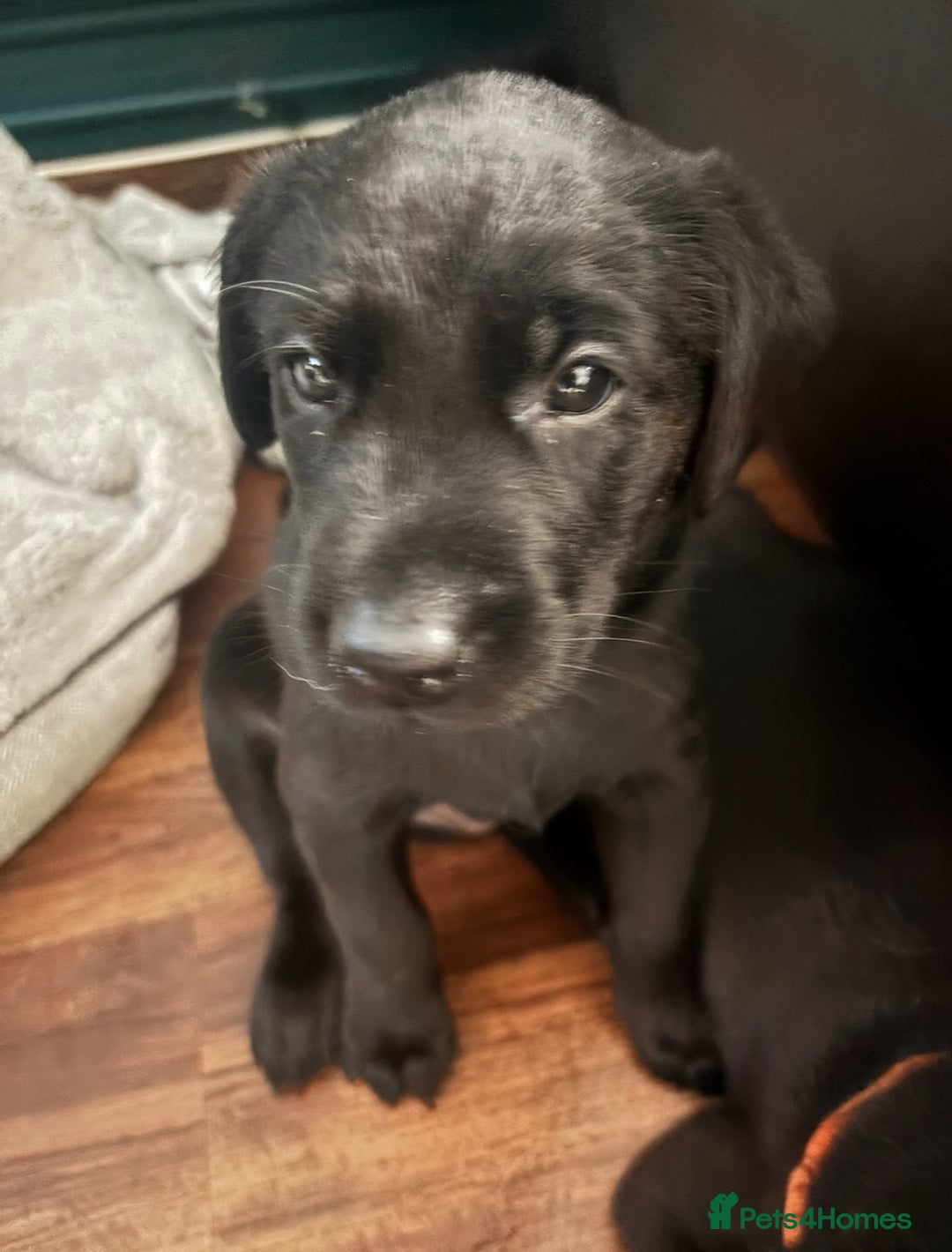 Labrador Retriever dogs for sale: Working Labradors  - Image 10