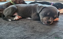 Mixed Breed dogs for sale: American Bulldog Cross Staffy puppies  - Image 15