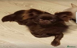 Chihuahua dogs for sale: Outstanding Quality Long Coat Chihuahua  - Image 2