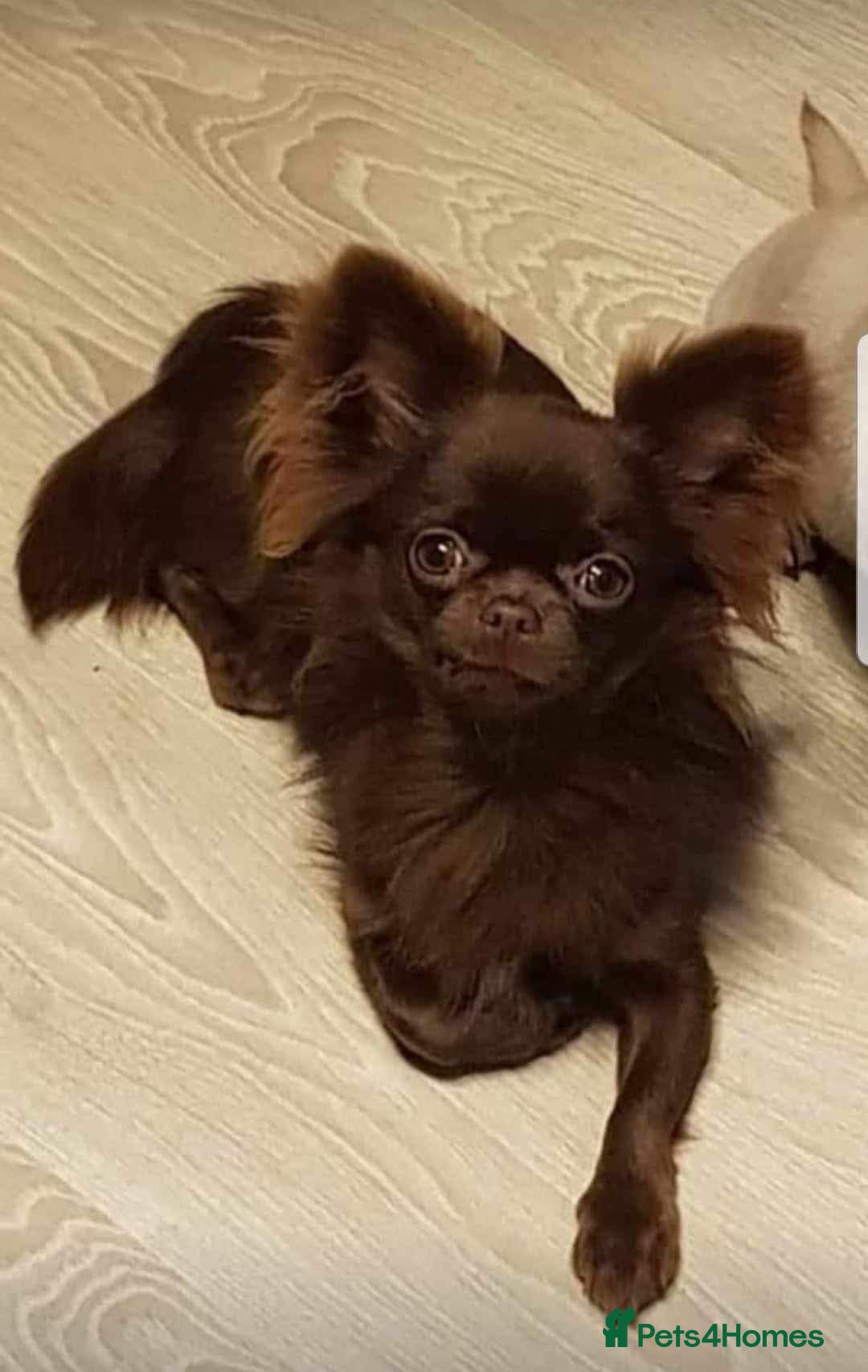 Chihuahua dogs for sale: Outstanding Quality Long Coat Chihuahua  - Image 2