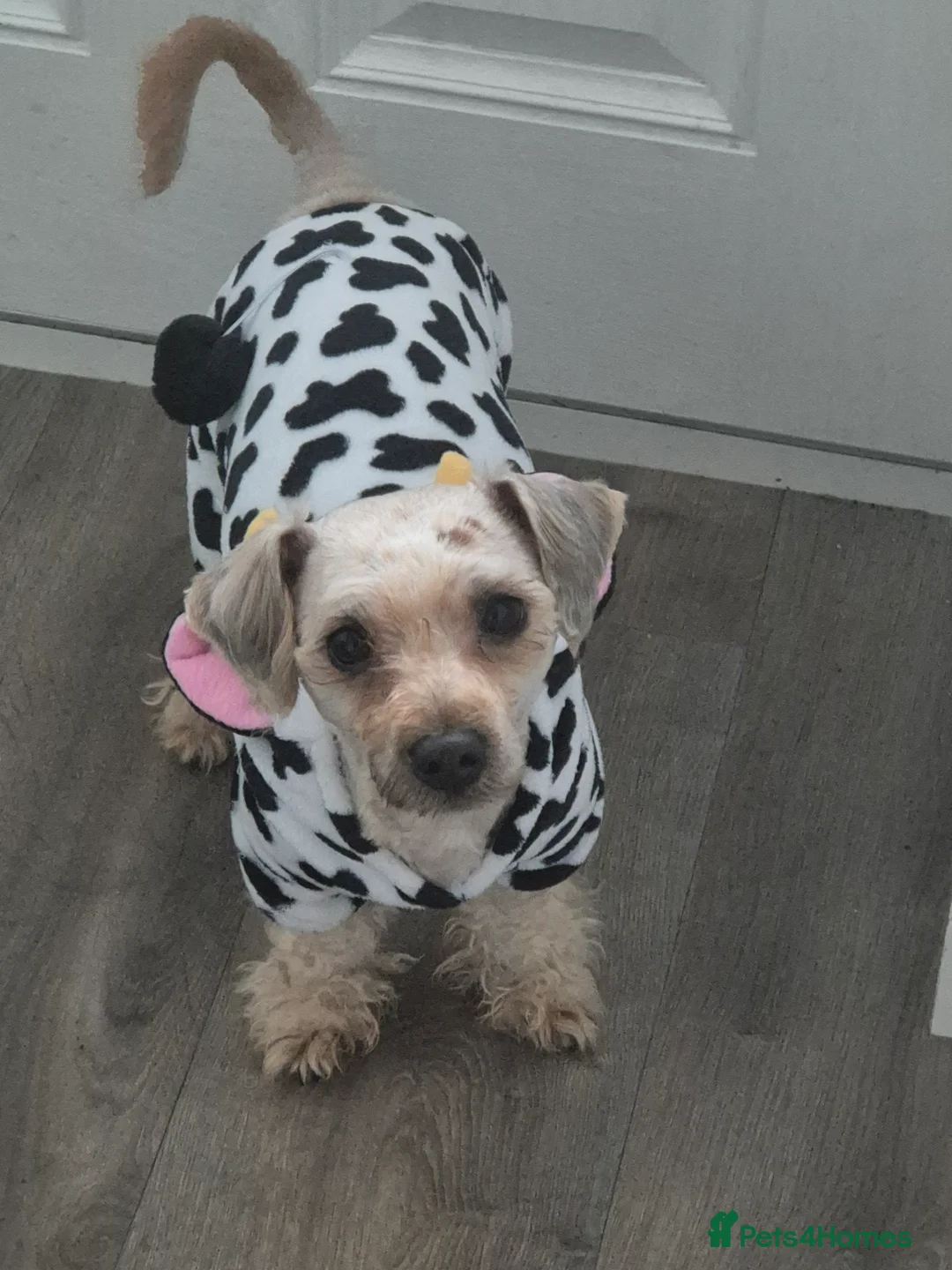 Chorkie dogs for sale: Little louie lovable cheeky affectionate boy - Advert 15