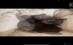 Domestic Shorthair cats for sale: 5 adorable kittens are looking for home - Image 3