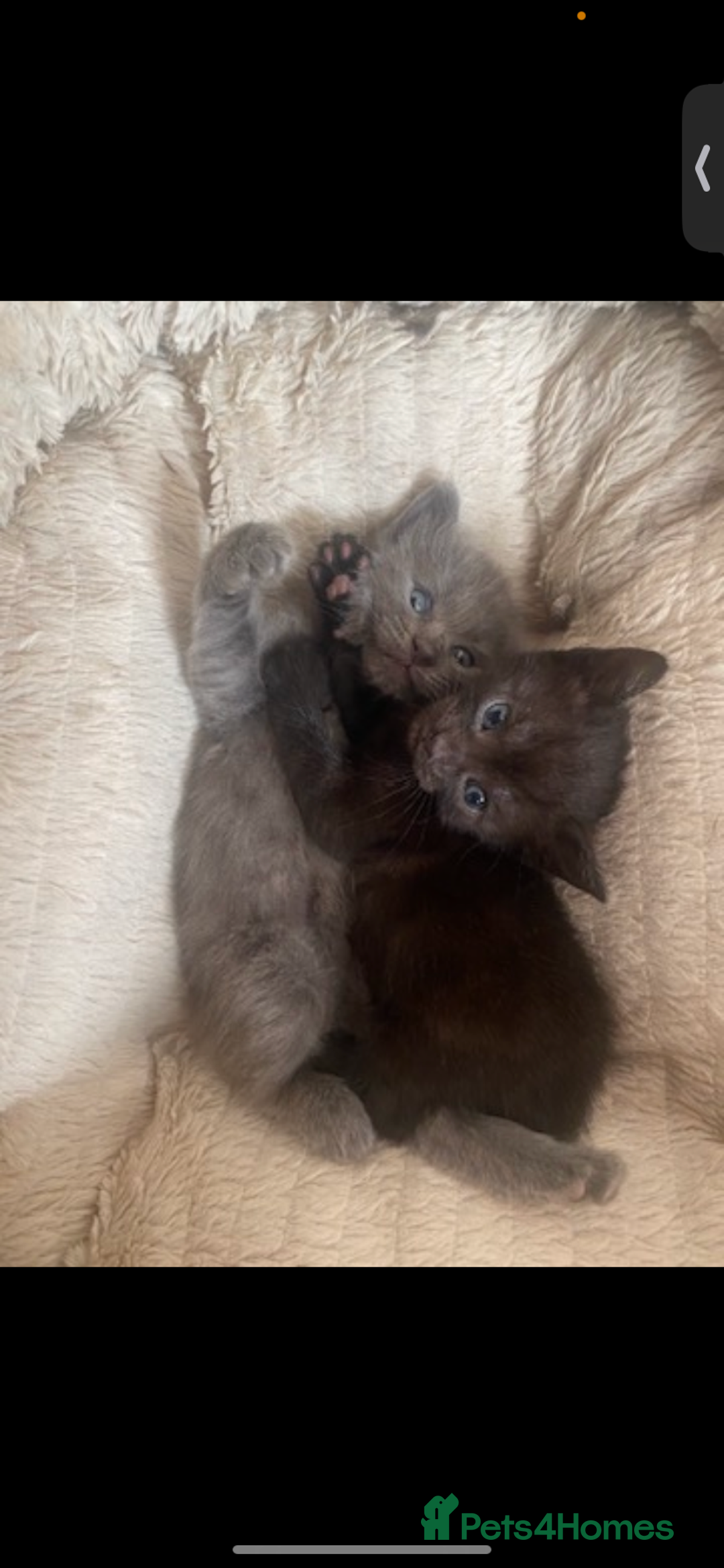 Domestic Shorthair cats for sale: 5 adorable kittens are looking for home - Image 3
