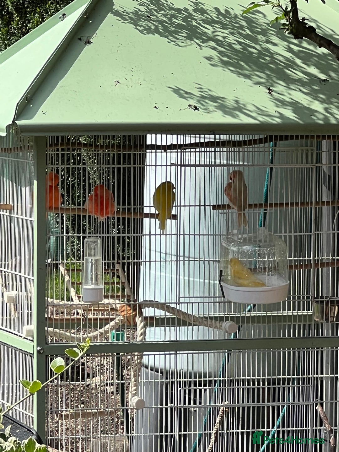 Canaries birds for sale: 4 male canaries - Advert 1
