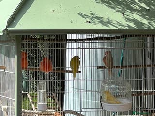 Canaries birds 4 male canaries - Advert 10