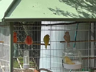 Canaries birds 4 male canaries - Advert 4