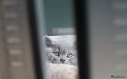 British Shorthair cats for sale: British Shorthair Kittens – GCCF Registered - Image 4