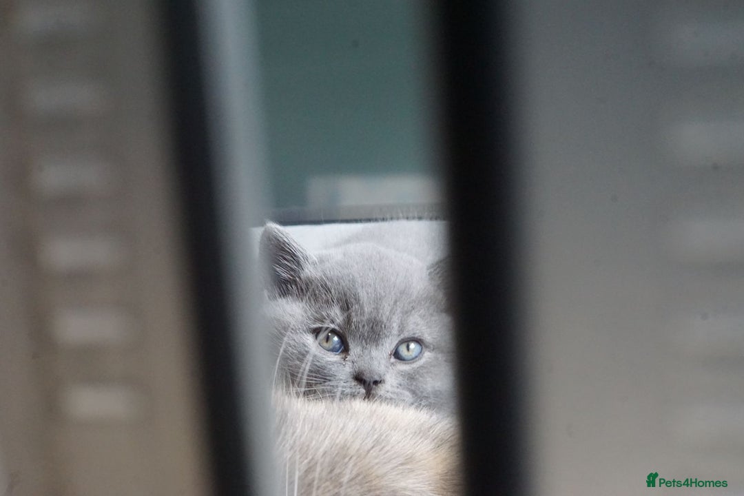 British Shorthair cats for sale: British Shorthair Kittens – GCCF Registered - Image 4