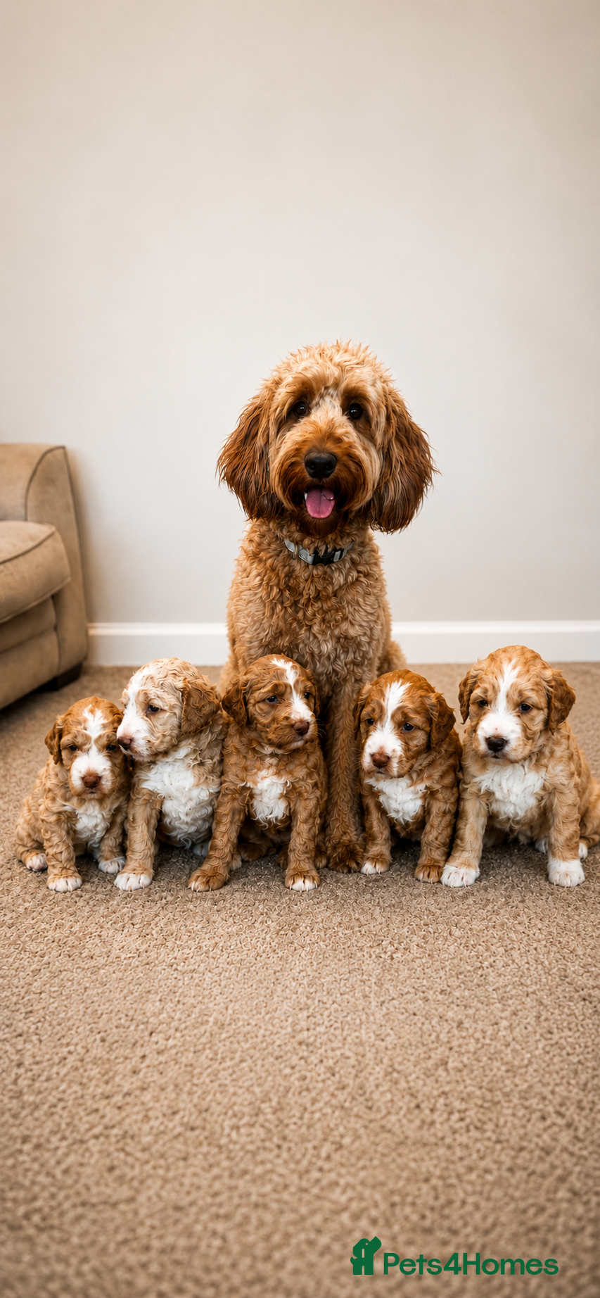 Australian Labradoodle dogs ⭐ Stunning Australian Labradoodles – Ready June ⭐ - Advert 1
