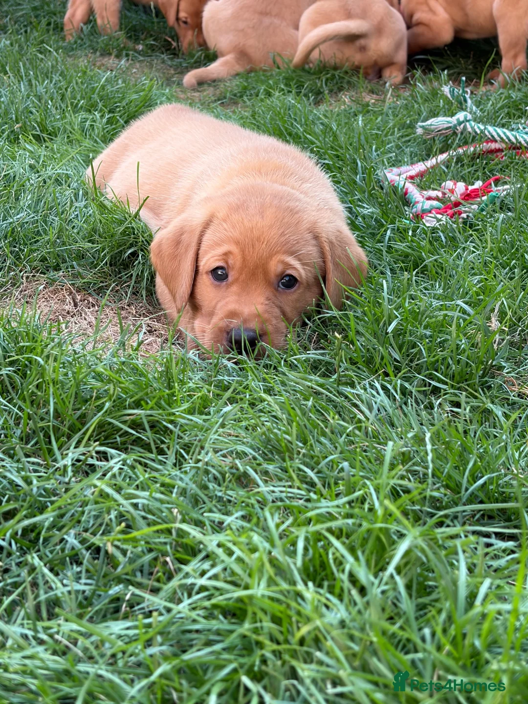 Labrador Retriever dogs for sale: KC registered. Ready to leave 3rd August 2026   - Advert 2
