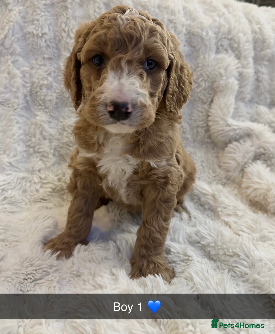 Goldendoodle dogs for sale: Beautiful golden doodles  - Advert 24
