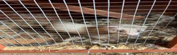 Mixed Breed livestock for sale: Ferrets ready to go now - Advert 11
