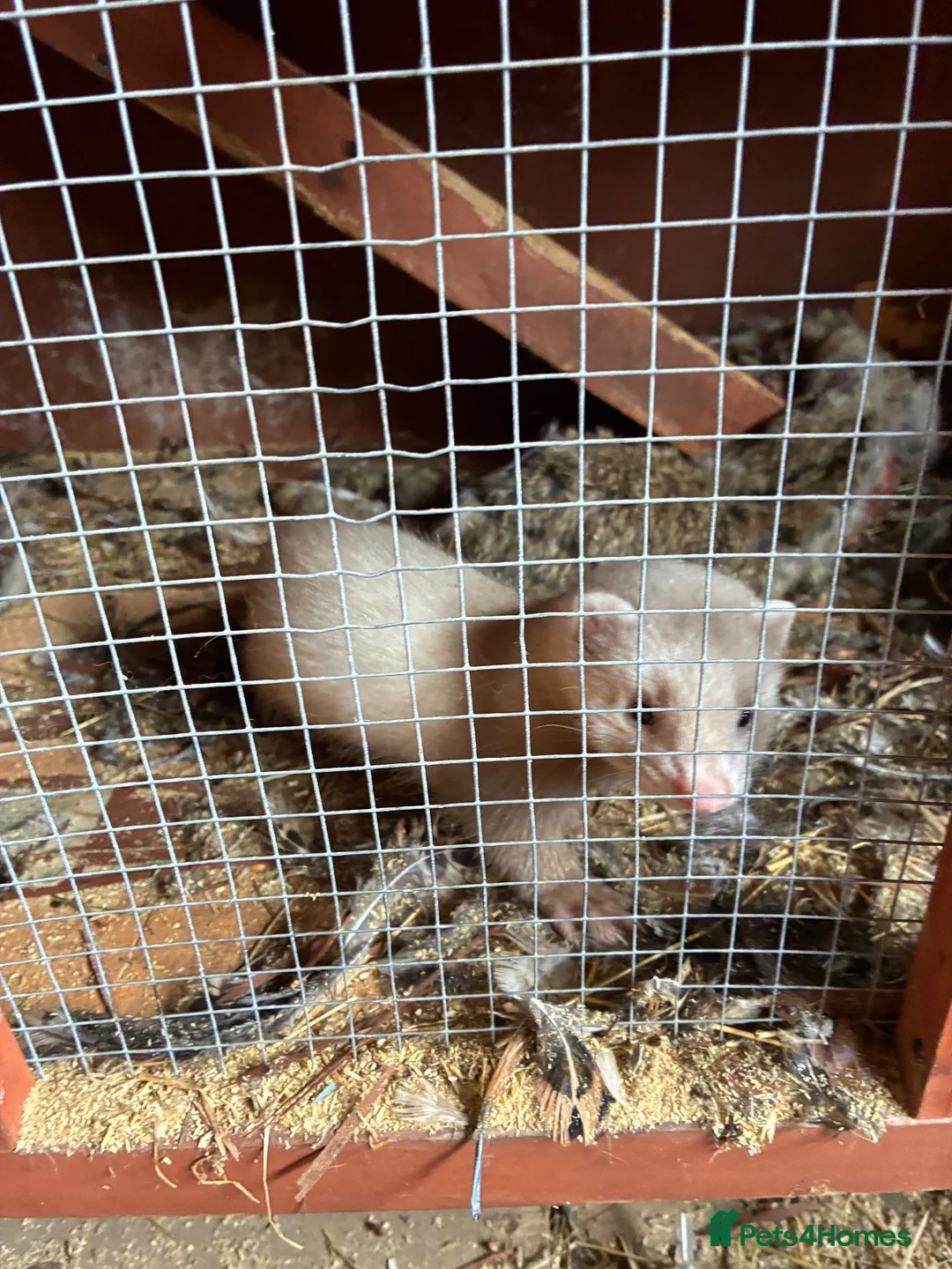 Mixed Breed livestock for sale: Ferrets ready to go now - Advert 11