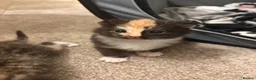 Mixed Breed cats for sale: Kittens ready to leave  - Advert 11