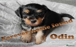 Shorkie dogs for sale: Beautiful Shorkie puppies for sale - Image 4