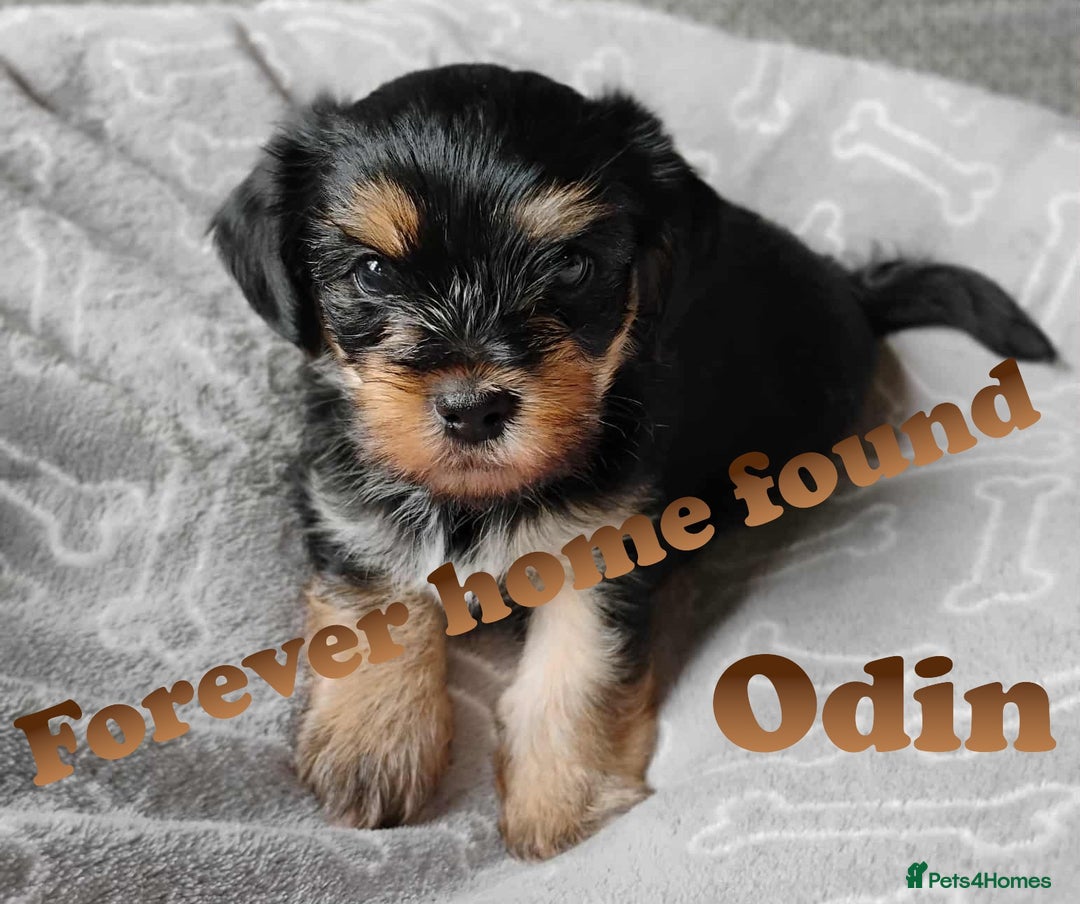Shorkie dogs for sale: Beautiful Shorkie puppies for sale - Image 4