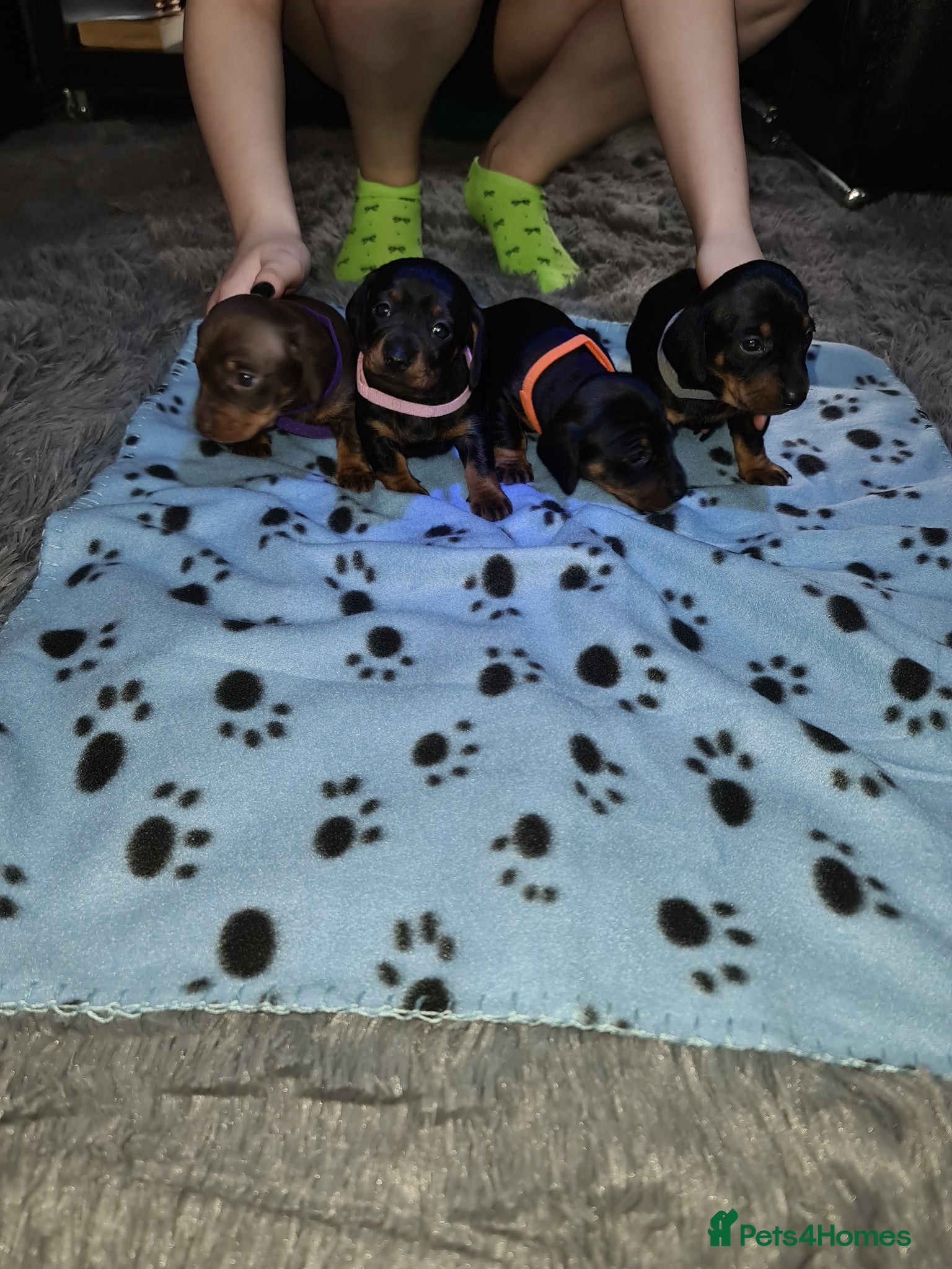 Miniature Dachshund dogs KC Registered Miniature Dachshund Puppies  - Advert 13