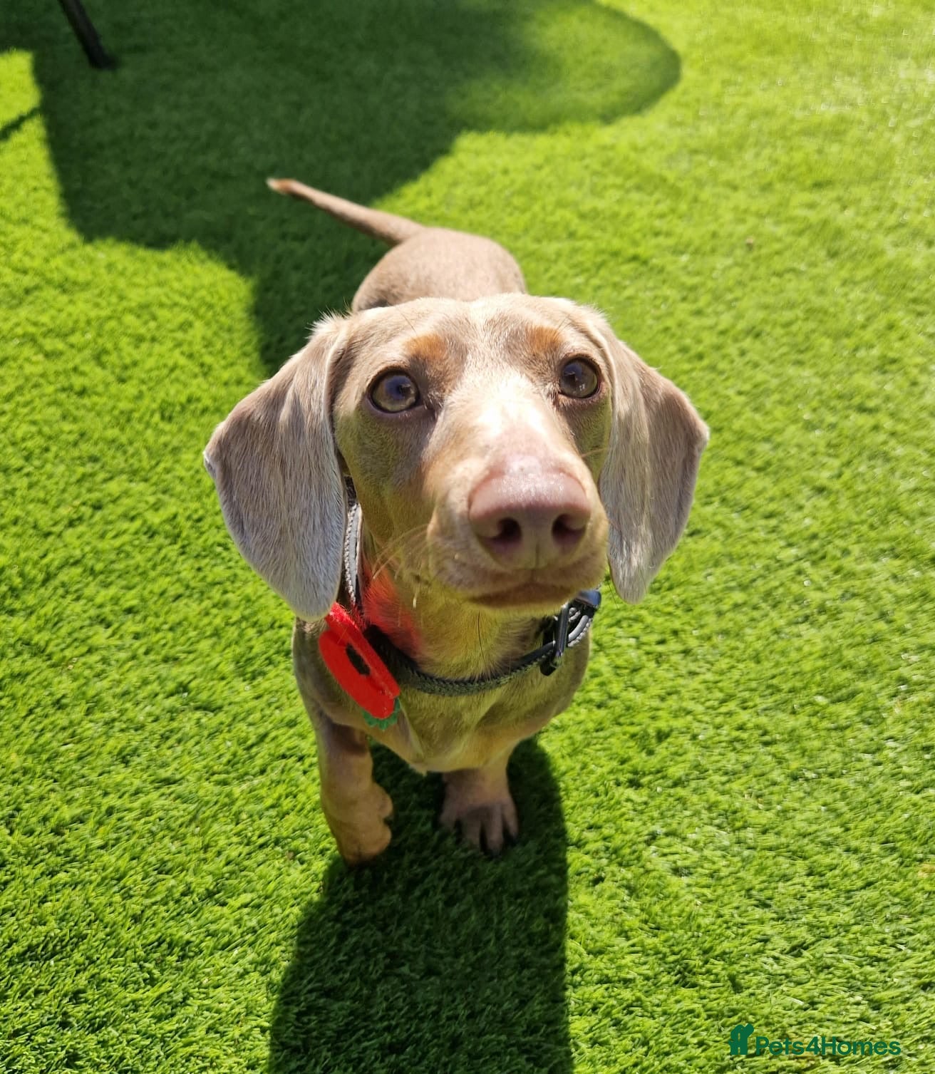 Miniature Dachshund dogs Milo “Gre Cyrus” in Newport - Advert 3