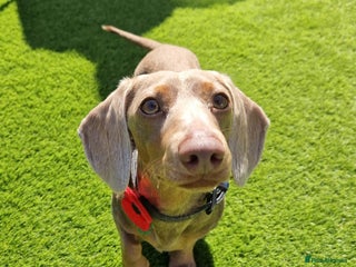 Miniature Dachshund dogs Milo “Gre Cyrus” in Newport - Advert 4