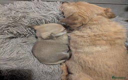 Chipoo dogs for sale: Health tested, non shed chipoos - Image 27