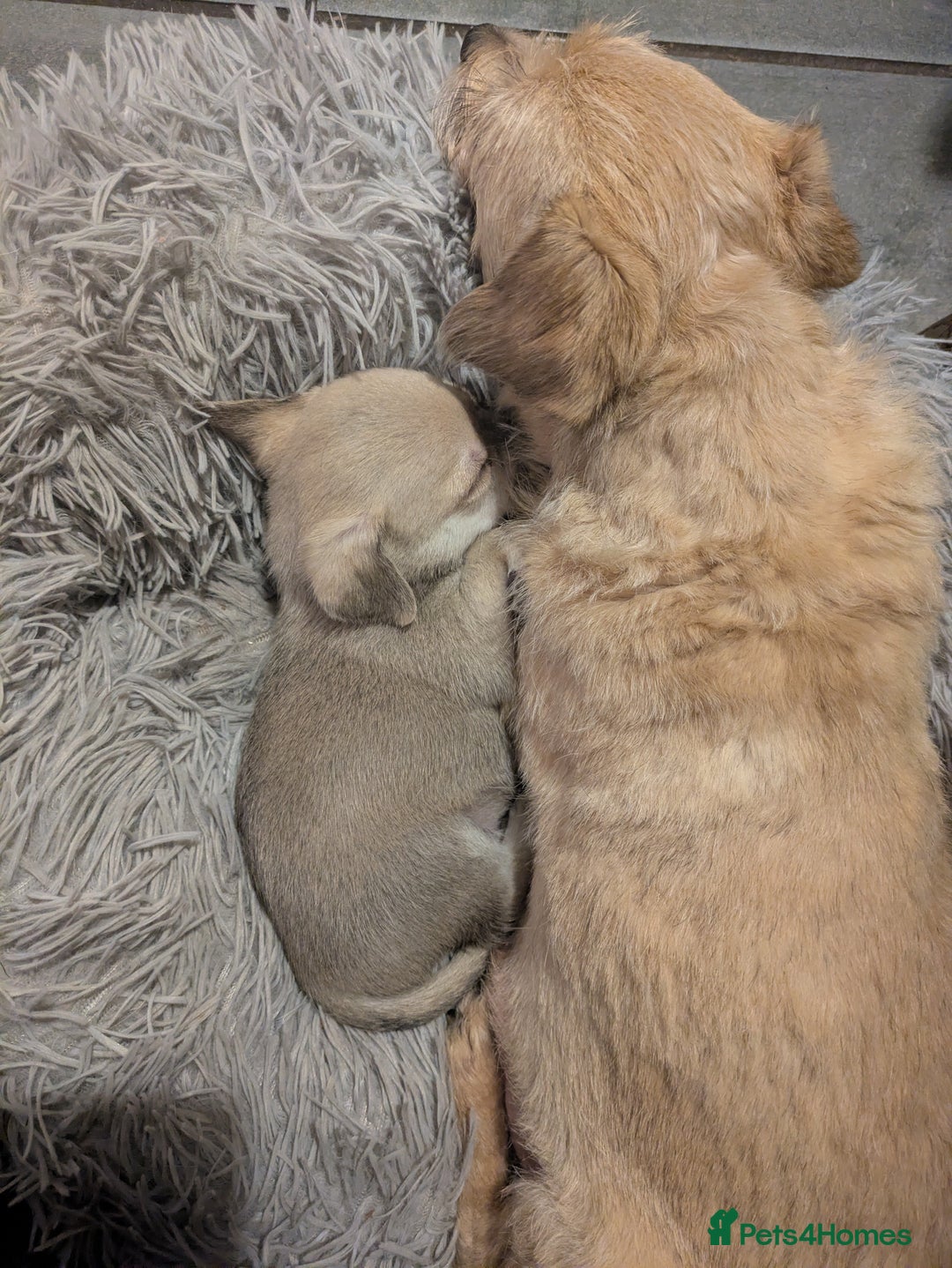 Chipoo dogs for sale: Health tested, non shed chipoos - Image 27
